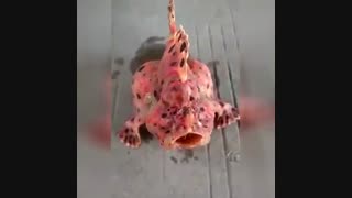 انواع ماهی های عجیب