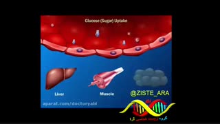 نقش انسولین در بدن انسان