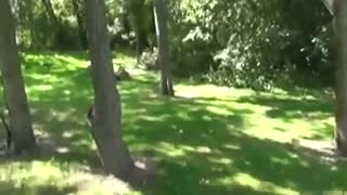 کاکوله......شیلا نهرو