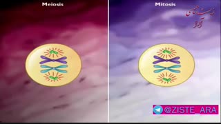 تفاوت تقسیم میوز و میتوز
