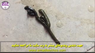 پرورش زالو ، آموزش پرورش زالو ، خرید زالو ، فروش زالو - هر ویدیو یک نکته