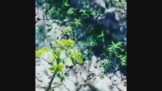 اردهی  گونه  چندلر پیوندی  یکساله.هر نهال نیم متری ، 2 تا گردو داده!