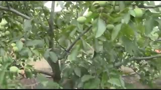 باردهی مطلوب چندلر در ترکیه