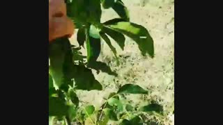 نمونه باردهی ارقام گردو ژنوتیپ برتر درختان دوساله