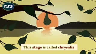 چرخه ی زندگی پروانه