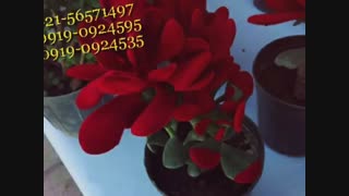 سازنده وفروشنده ی دستگاه هیدروگرافیک 02156571497