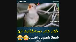 طنز صداگذاری حیوانات
