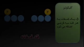 گلیکولیز و اکسایت پیرووات