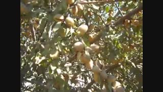 نهال بادام | نهالستان مهندس سعید قاسمی