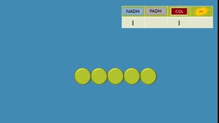 انیمیشن زیبای اموزش چرخه کربس