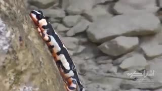 تصاویری از زیستگاه سمندر لرستانی در مستند اشترانکوه