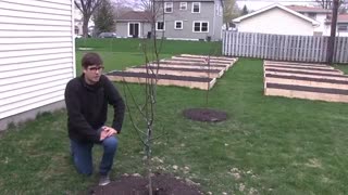 نهال گلابی | نهالستان مهندس سعید قاسمی