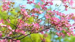 غفلت با صدای افسانه چهره نگار