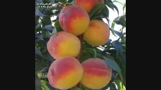 نهالستان مهندس صمدی ارومیه اکستنشن تاج دندان