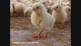 قیمت خرید جوجه یکروزه، فروش تخم مرغ
