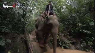 سکانس مستند سیاره انسان‌ها ، استفاده بومیان برای جابجایی درخت توسط فیل