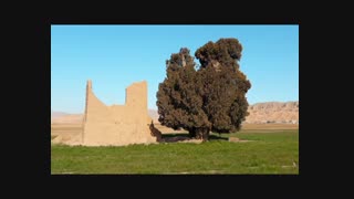 درخت کهن سور در شهر اسفراین