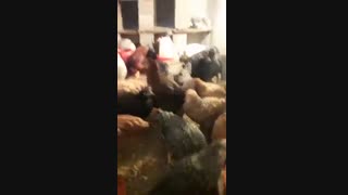 فروش مرغ بلک استار 5 ماهه09131007689