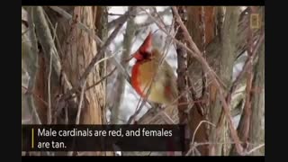 کاردینال دو جنسه - آشنایی با نادر ترین گونه کاردینال
