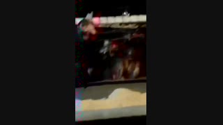 فروش مرغ لوهمن 5 ماهه09131007689