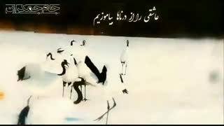 عاشقی را از درنا بیاموزیم...