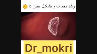 فیلم روند رشد جنین