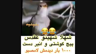 1000 بار دیدمش لامصبو