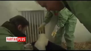 بازیگوشی دیدنی یک توله خرس