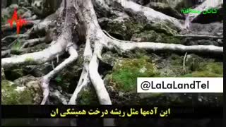 ریشه باشید...