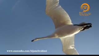 مستند پرندگان