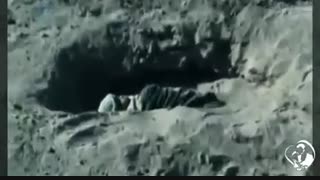 سقط جنین...