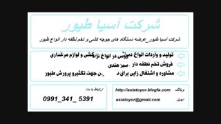 تخم نطفه دار طاووس به صورت تضمینی