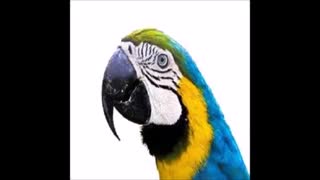 تخم طوطی سانان نطفه دار و تضمینی