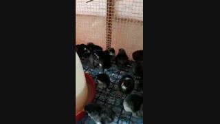 جوجه یکروزه بلک استار