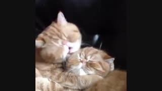 نظرتون راجب رل ؟