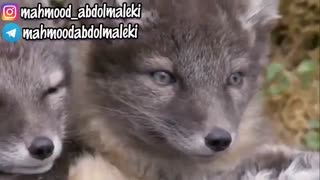 آموزش آواز آموزش صداسازی آموزش خوانندگی محمود عبدالملکی راز بقا سلفژ دوبله