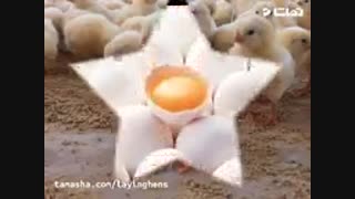 قیمت خرید جوجه یکروزه مادر