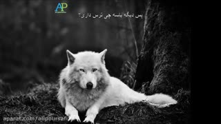 مثل گرگ باش