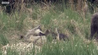 حمله گله ی گرگها به خرس گرسنه برای نجات توله هایشان