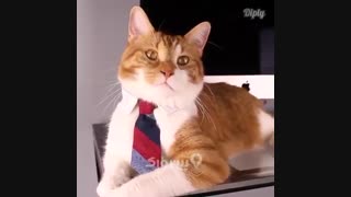 یک کروات برای گربه ها