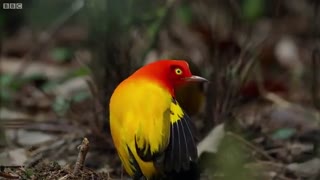 رقص جالب پرنده بوور نر برای جذب ماده