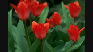 نماهنگ کاروان شهید باصدای استاد شهرام ناظری