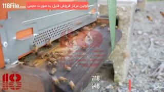 دوره آموزش پرورش زنبور عسل بصورت کامل