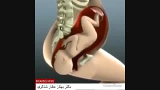 فیلم انیمیشن زایمان طبیعی
