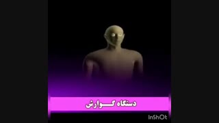 دستگاه گوارش