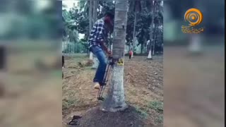 سرعت بالا رفتن از درخت