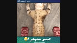 باران .این داستان : گربه گشاد
