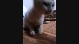 باطل طلسم جادو : استفراغ سحر مأکول ازجسد گربه