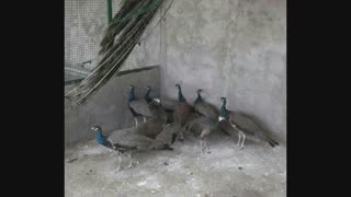 فروش تخم نطفه دارطاووس به سراسر کشور