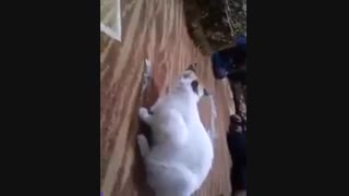 باطل سحر طلسم - استفراغ سحر مأکول ازجسد گربه